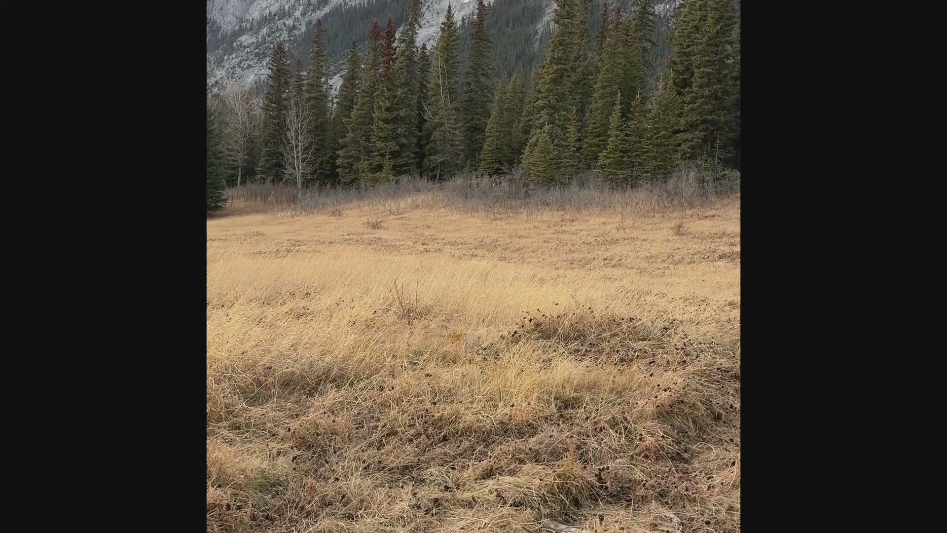 Load video: Hook Boomerang Throwing Tutorial